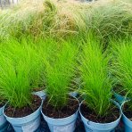 Kavyľ (Stipa tenuissima) ´PONYTAILS´ kont. C1L